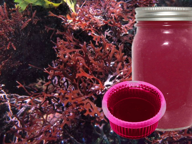 Does Sea Moss Gel Help With Fertility? – Boosting Wellness